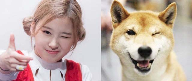 댕댕이닮은 사나 모음 | 인스티즈