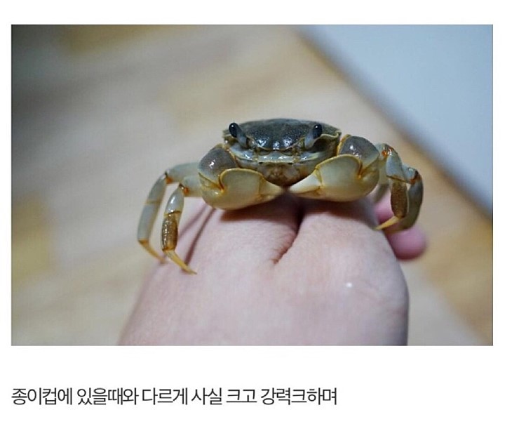 게 키우게 된 디씨인.jpg | 인스티즈