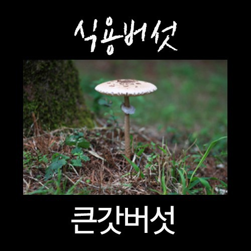 산에서 절대 먹으면 안되는 독버섯 | 인스티즈