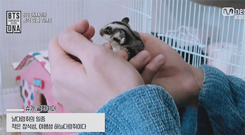 방탄소년단 진이 키우는 슈가글라이더 오뎅이와 어묵이 | 인스티즈