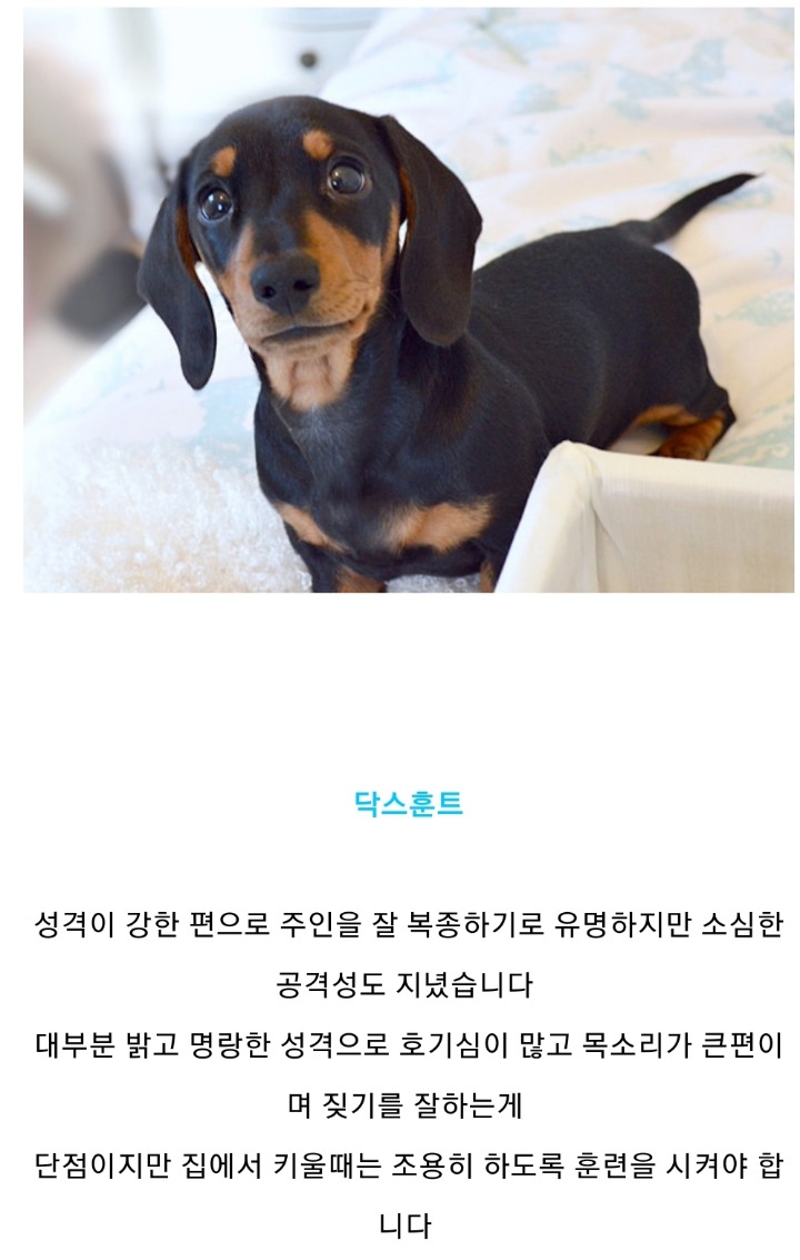 집에서 키우기 좋은 강아지 종류 | 인스티즈