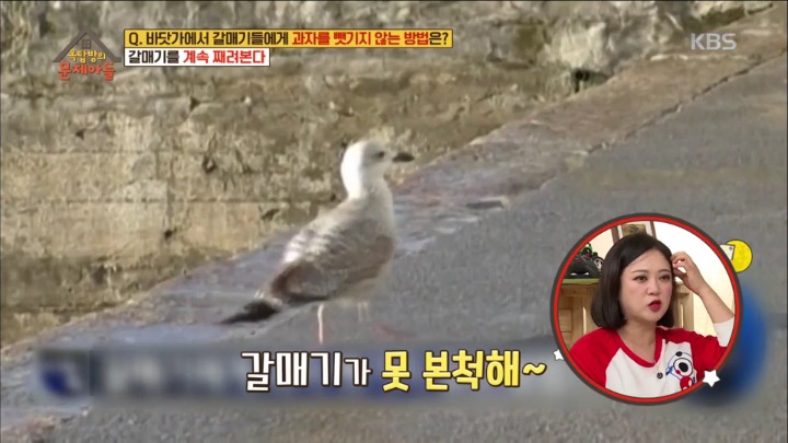 갈매기에게 과자를 빼앗기지 않는 방법 | 인스티즈