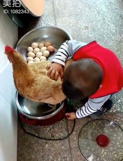 백숙이 먹고싶은 아이 | 인스티즈