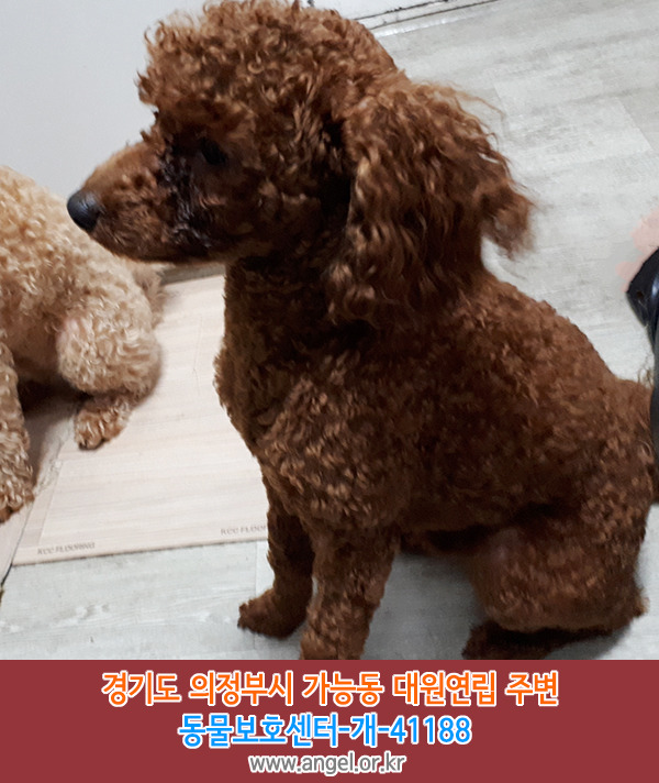 수컷 이미지