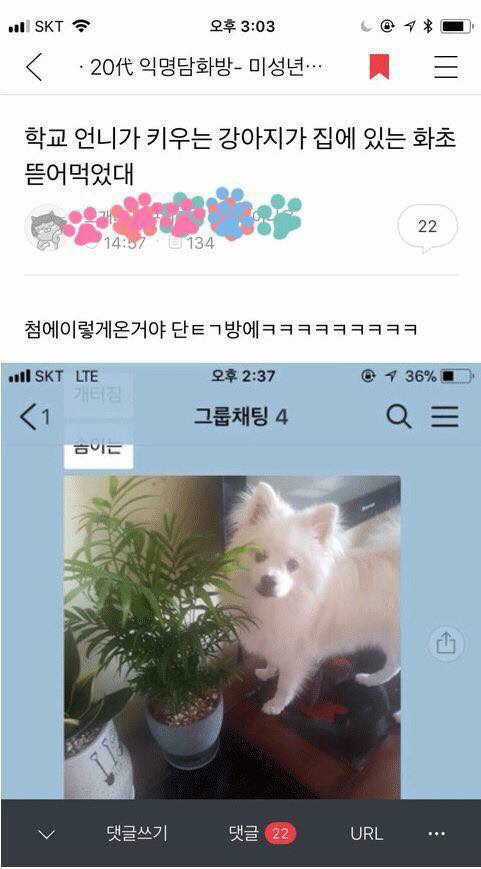 댕댕이가 어머님이 키우시는 산세베리아 뜯어먹음 | 인스티즈