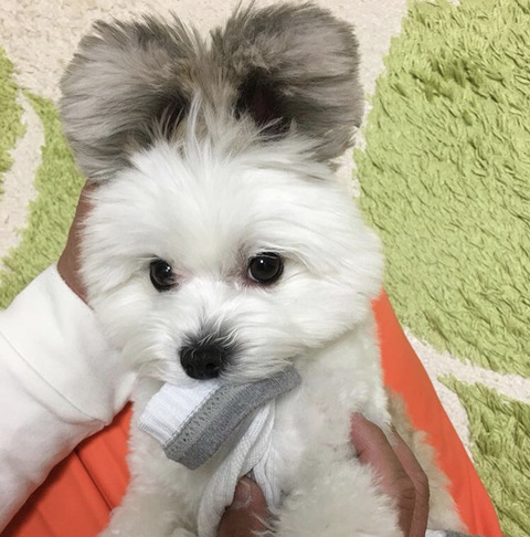 파피용과 말티즈 사이에서 태어난 강아지 고마 | 인스티즈