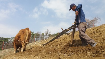 워낭소리 이미지