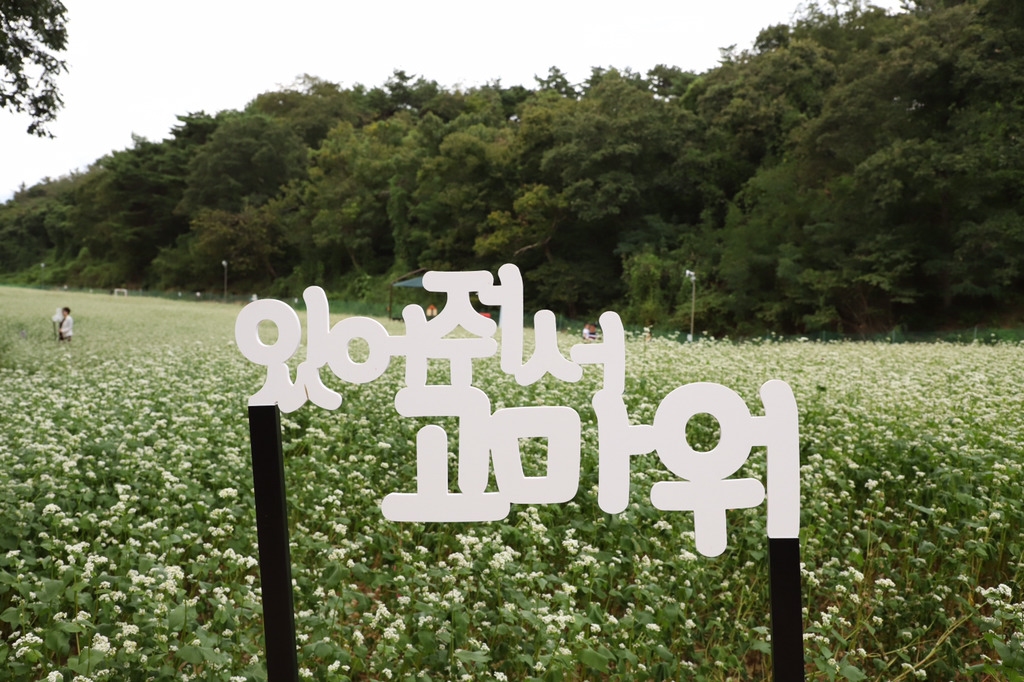 오늘 다녀온 울산대공원 메밀밭 출사 | 인스티즈