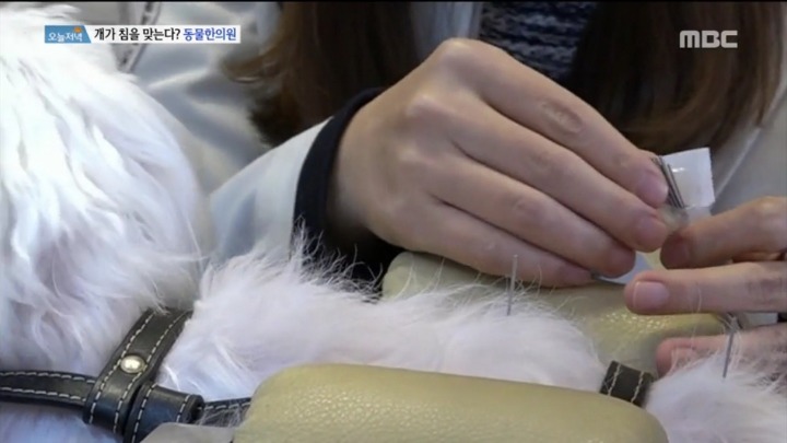 강아지 한의원.jpg | 인스티즈