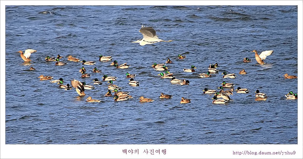 백조 이미지
