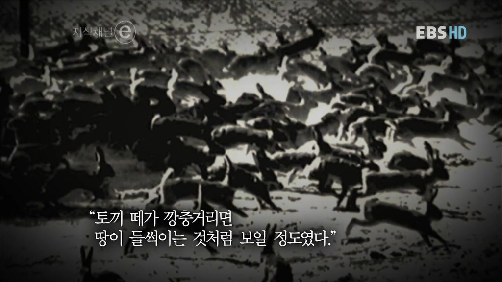 호주의 토끼전쟁 | 인스티즈
