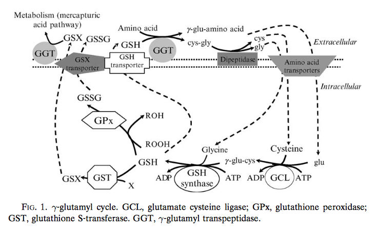 belo glutathione injection The importance of homocysteine main image 0