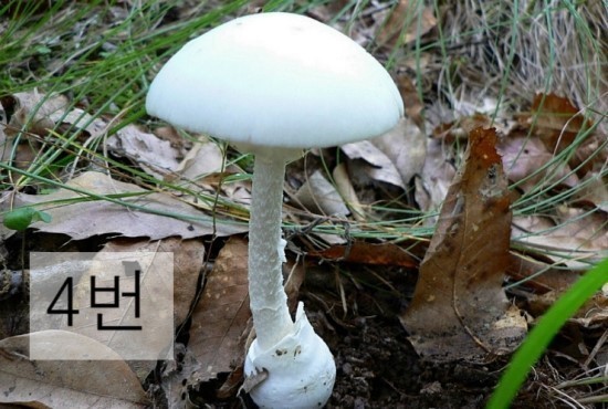  독버섯 고르기 | 인스티즈