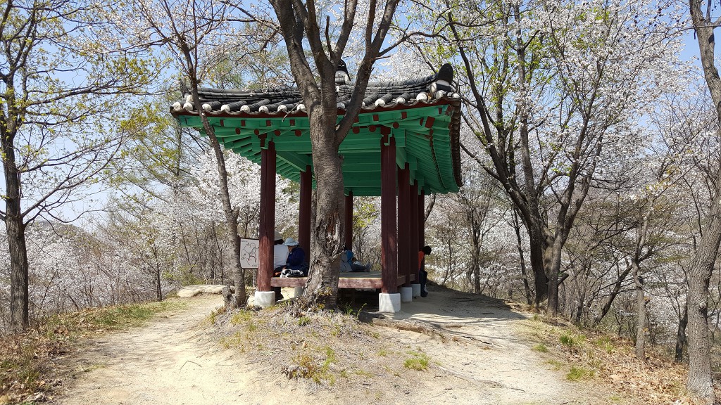 자진뱅이산벚꽃 이미지