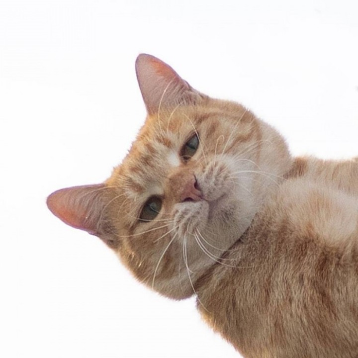 현자타임 온 고양이.jpg | 인스티즈