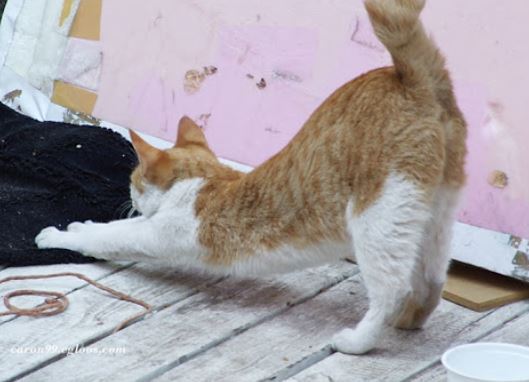 고양이 자세 jpg | 인스티즈