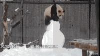 팬더 🐼 굴러다니는 게시물 | 인스티즈