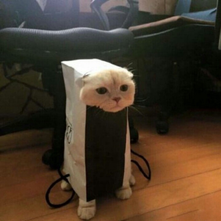 양이네 이미지