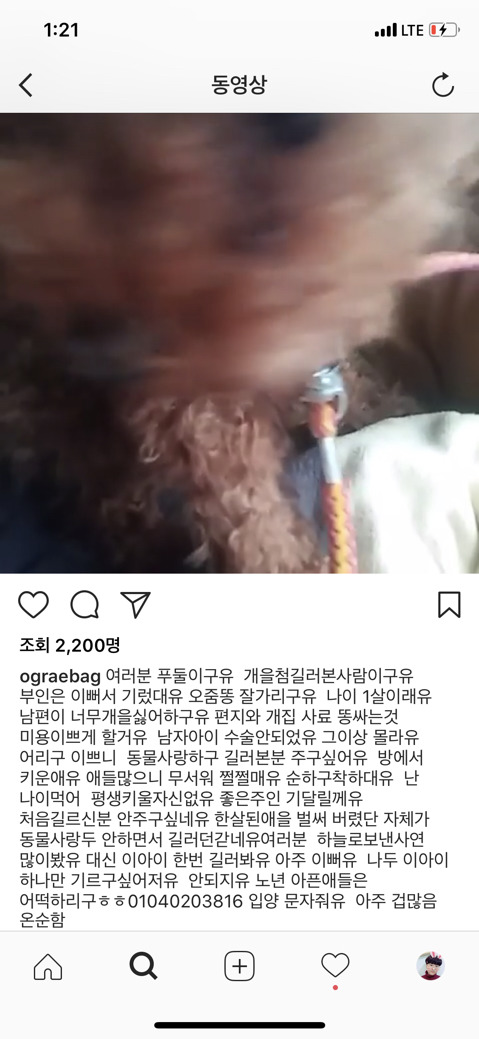 유기견에게 세상을 만들어줄 입양자를 찾고있어! | 인스티즈