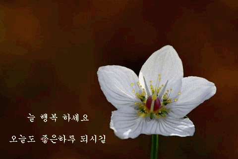 행복꽃 이미지