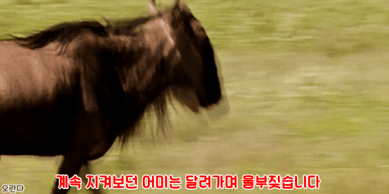 야생에서 일어난 기적적인 재회 | 인스티즈