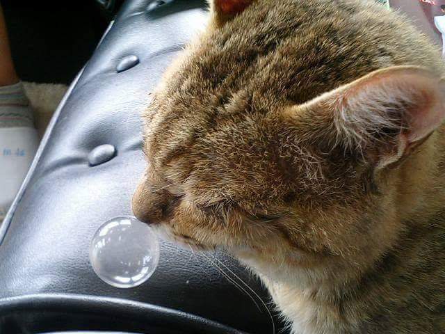 감기 걸린 고양이 | 인스티즈
