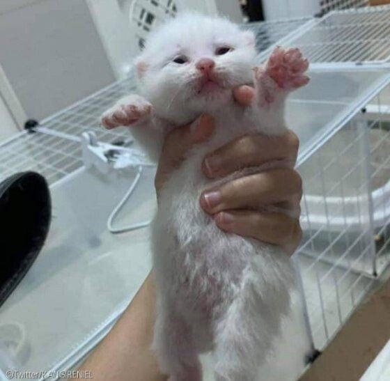 배가 심하게 부푼 아기 고양이 | 인스티즈