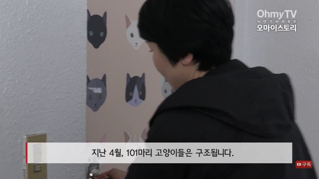 마산 애니멀 호더에게서 구조한 50여마리의 고양이들에게 손길을 내밀어주세요! 곧 쉼터가 폐쇄되어 아이들이 갈 곳이 없습니다 | 인스티즈