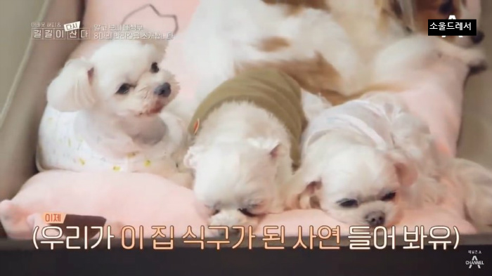  빅마마 이혜정의 스트릿출신 반려견들 (귀여움주의) | 인스티즈