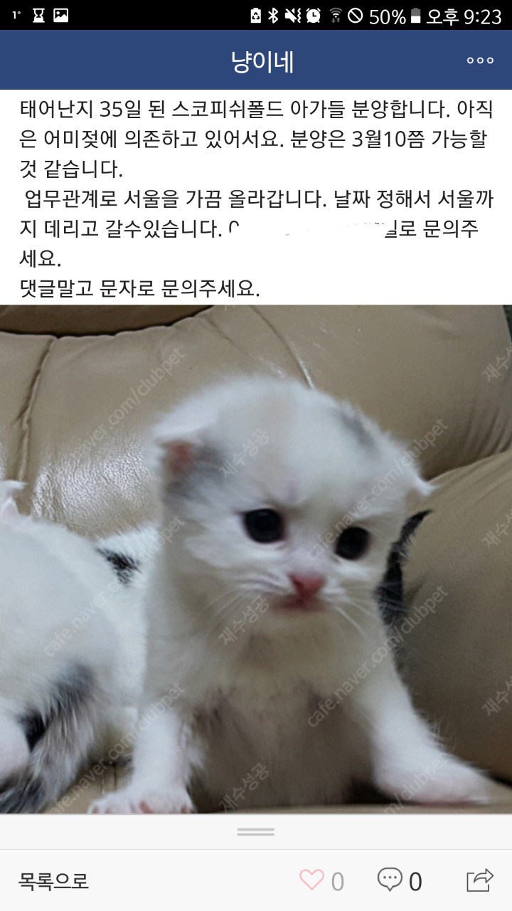 품종묘 교배.분양하는 네이버카페(냥이네) | 인스티즈