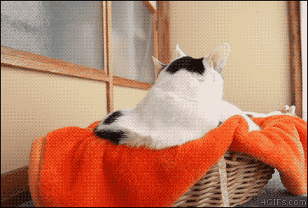 고냉이 키우는사람들이 한번은 들어본말들 | 인스티즈