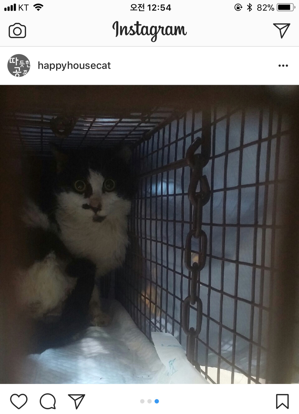 살이 썩어 문드러진상태로 밥을 먹겠다고 통덫에 들어간 고양이를 도와줘 🙏🏼 (사진주의...) | 인스티즈