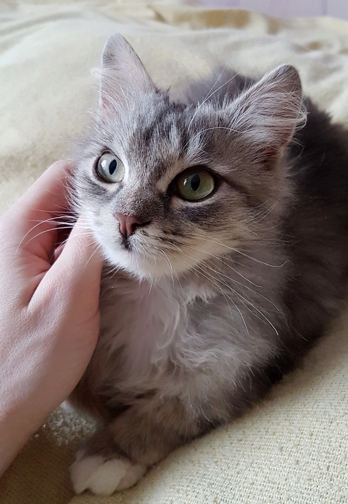 한겨울 도로옆에서 죽어가던 새끼 고양이 구조 | 인스티즈