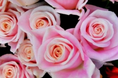 RoseDay 이미지